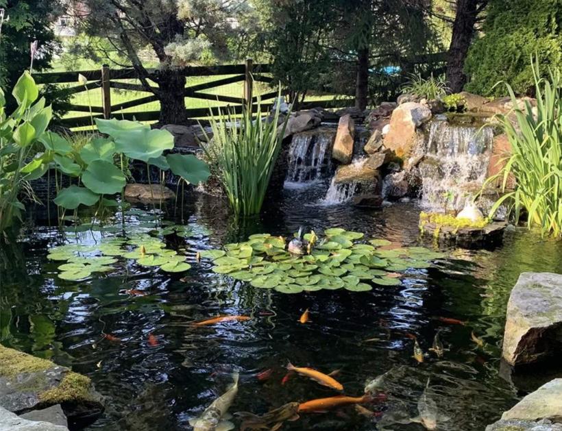 a buyers guide to pond pumps